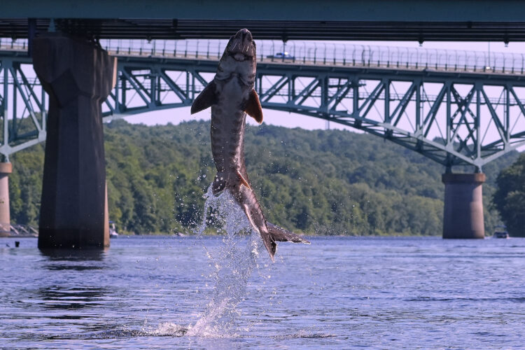 Leaping sturgeon provide a show for nature lovers on Maine rivers